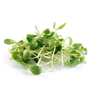 sunflower_sprouts